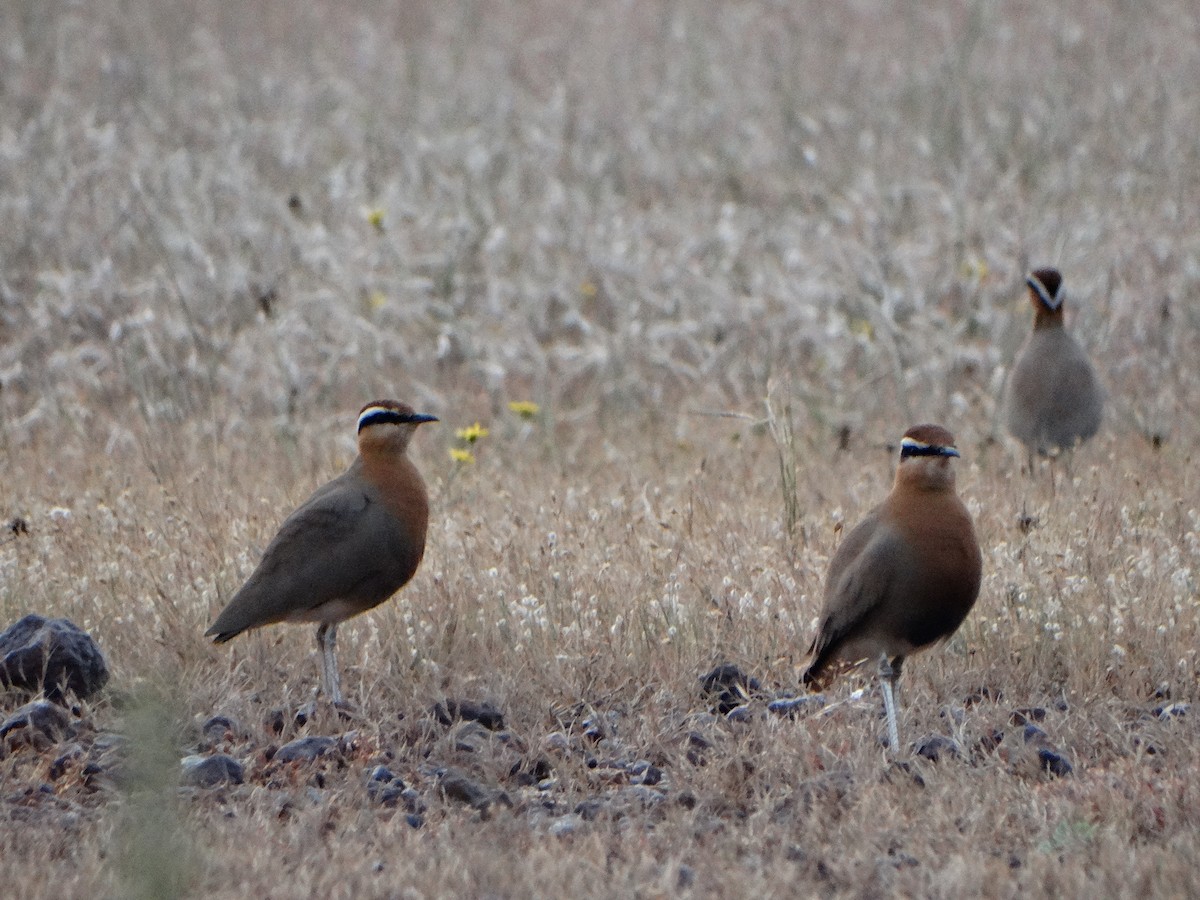 Indian Courser - ML385734831