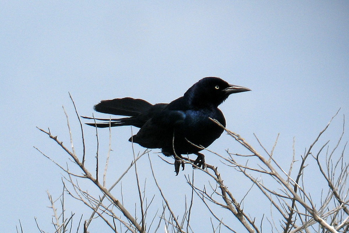 Boat-tailed Grackle - ML38573921
