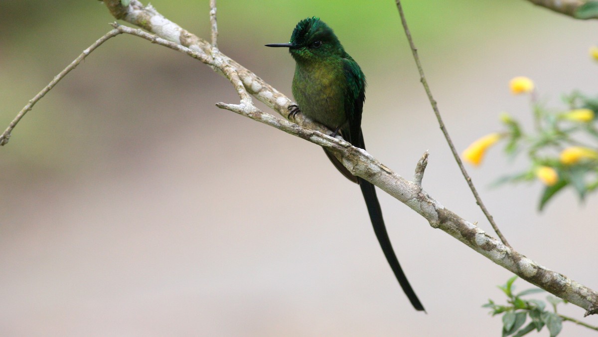 Long-tailed Sylph - ML38574981