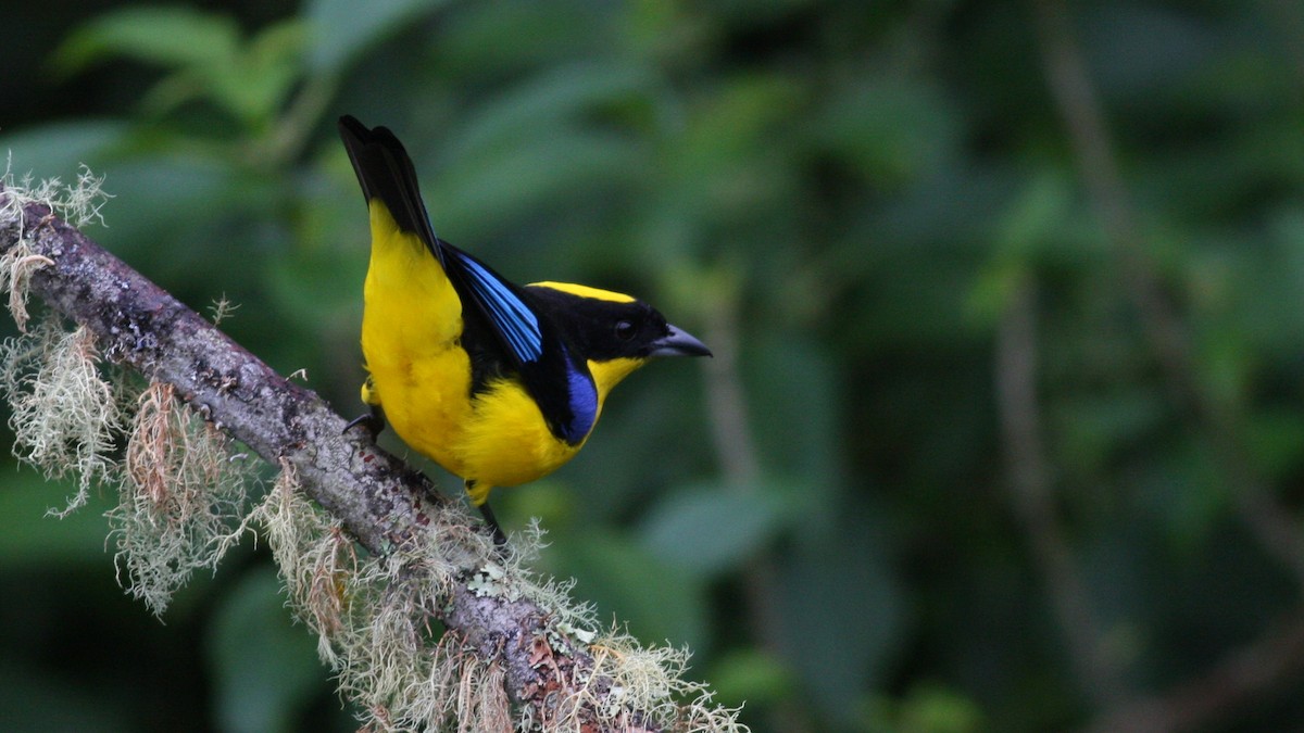 Blue-winged Mountain Tanager - ML38575231