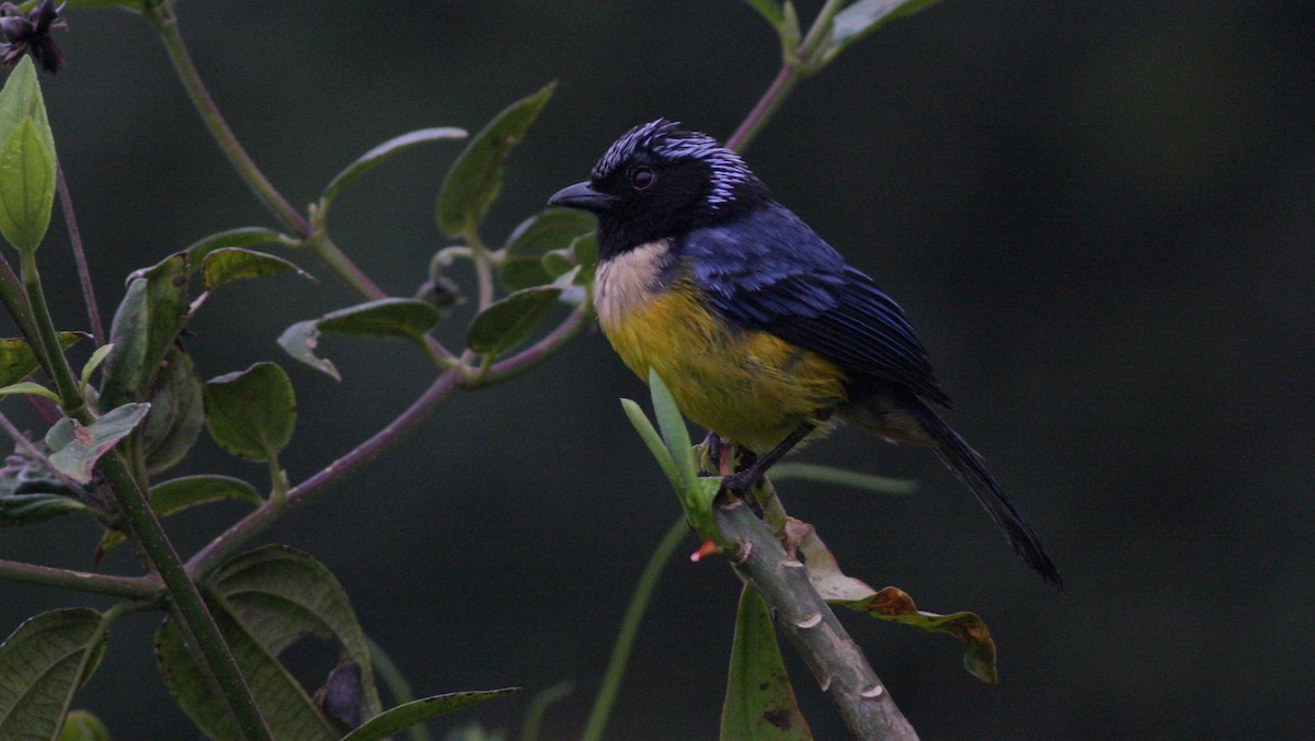 Buff-breasted Mountain Tanager - ML38575241