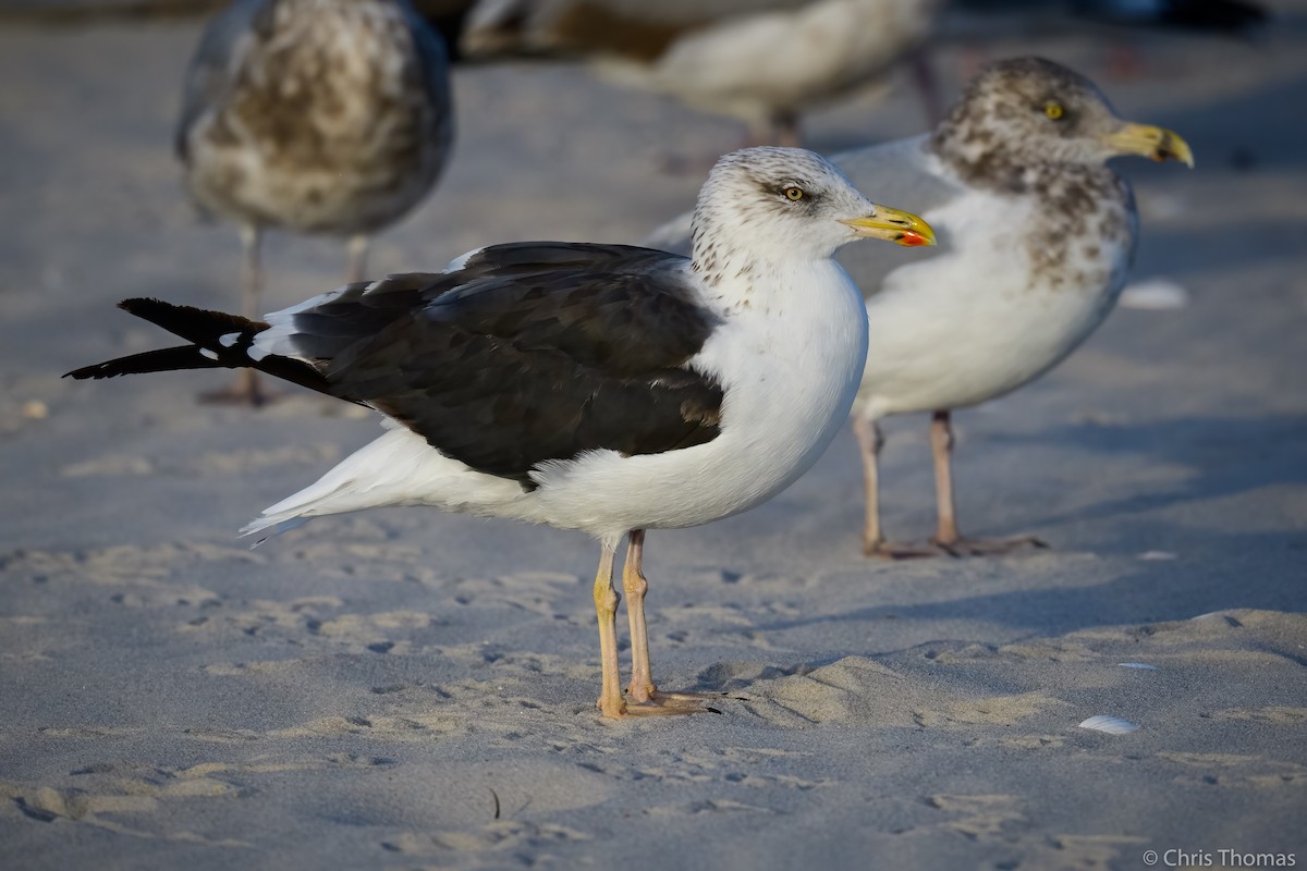 Lesser Black-backed Gull - Chris Thomas