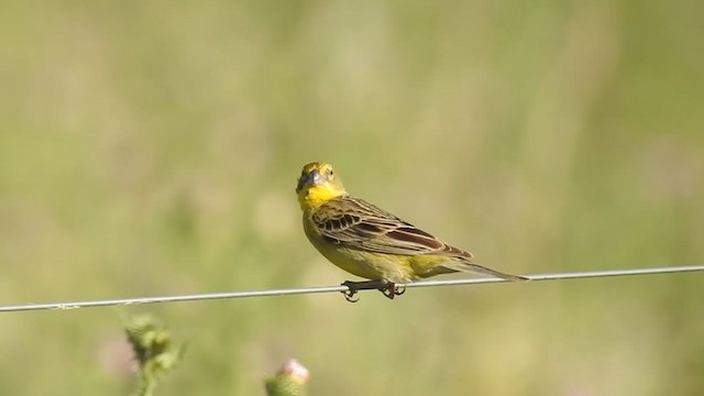 Grassland Yellow-Finch - ML385764991