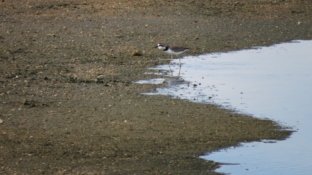 Collared Plover - ML385765481
