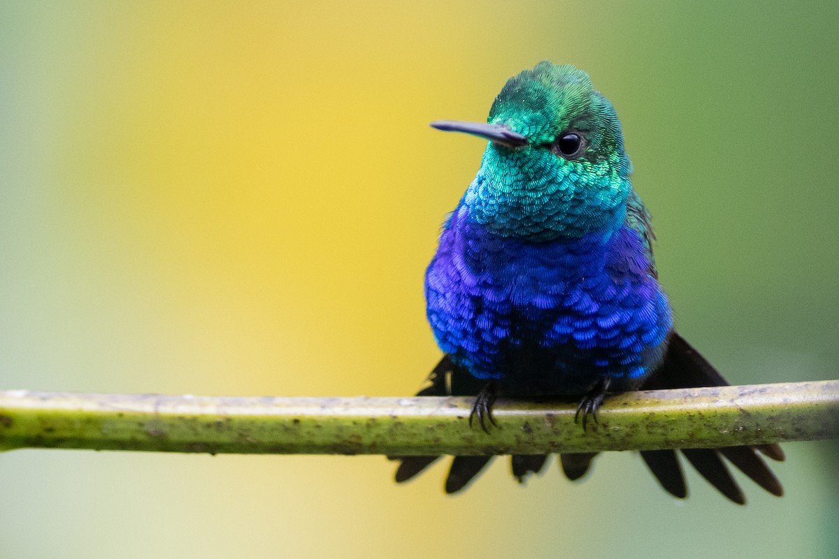 Violet-bellied Hummingbird - Brandon Nidiffer