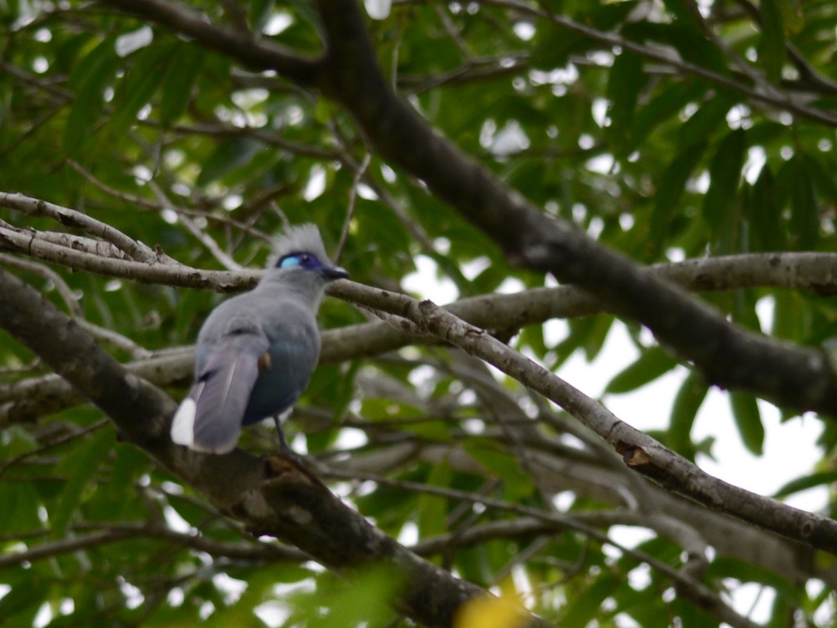 Crested Coua - ML38578371