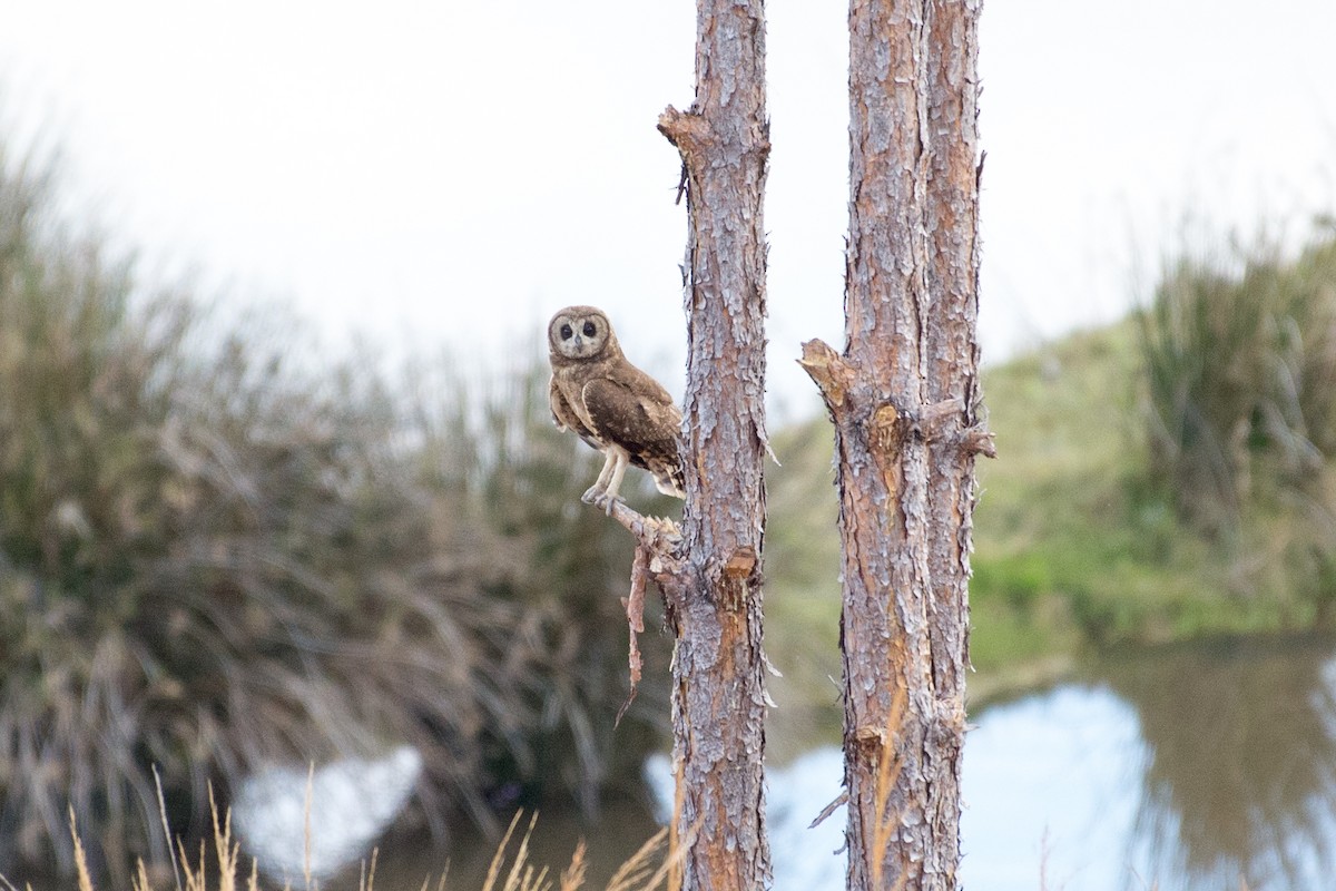 Marsh Owl - John C. Mittermeier