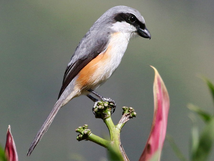 Shrike Bird