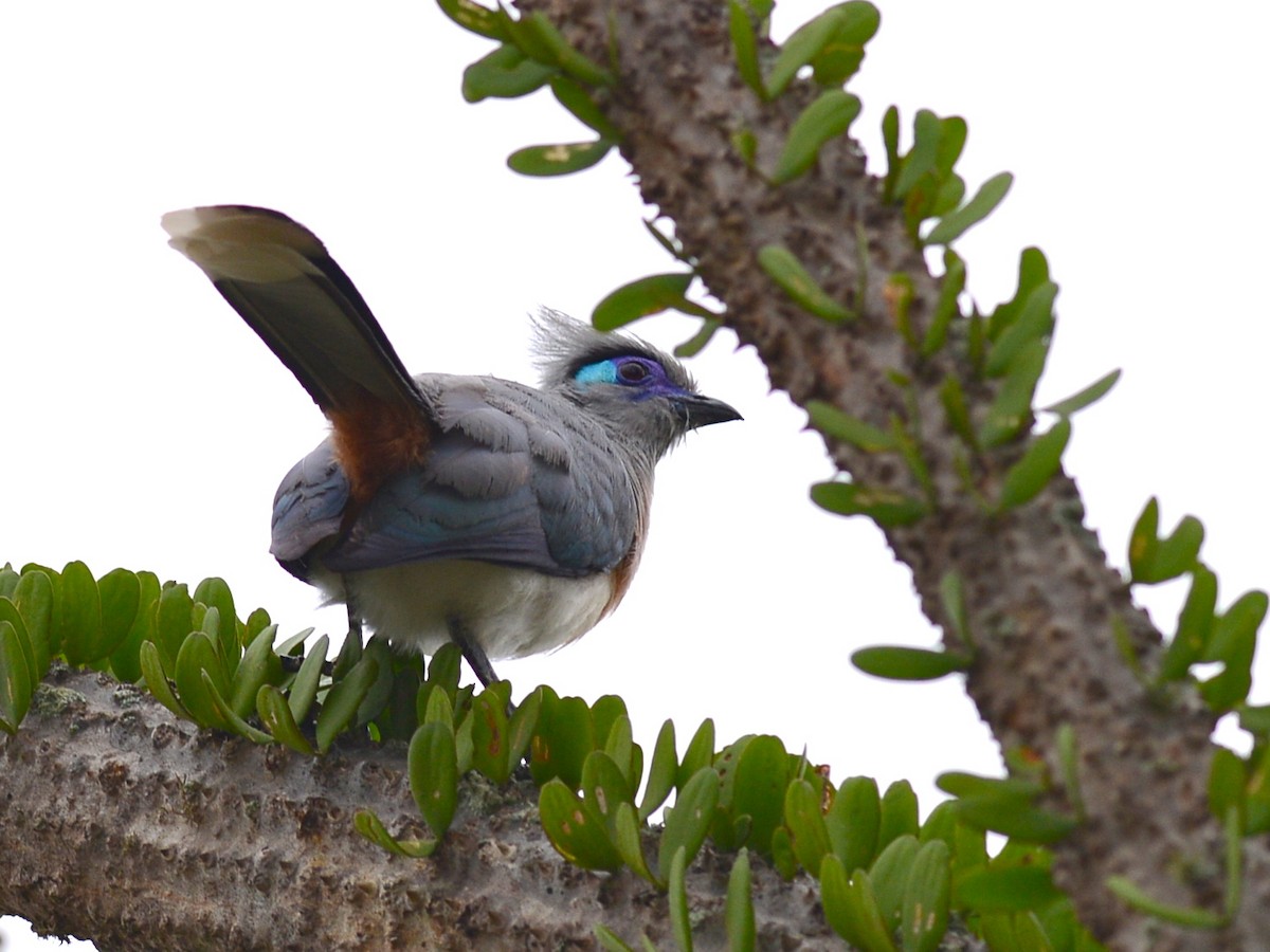 Crested Coua - ML38578621