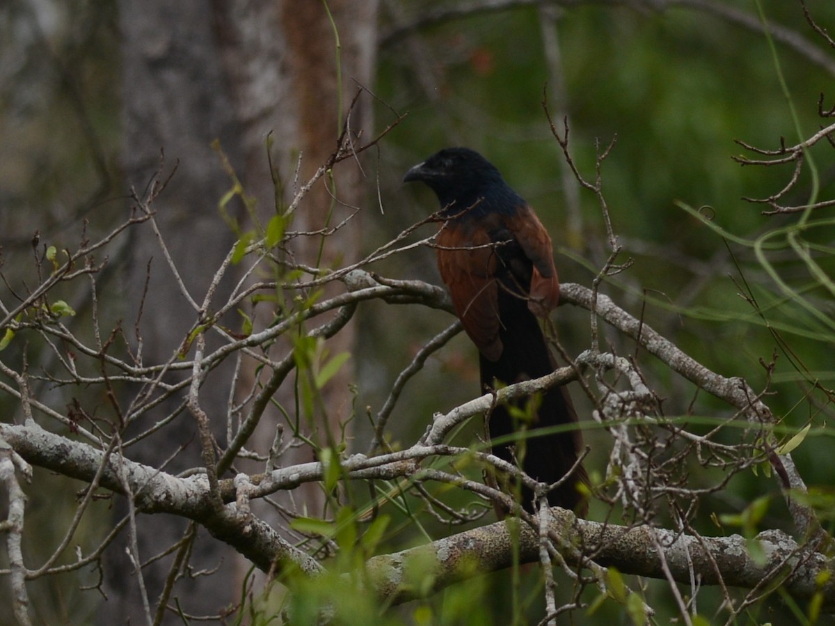 Malagasy Coucal - ML38578741