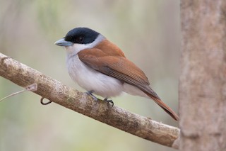  - Rufous Vanga