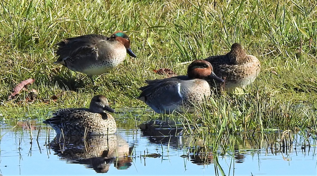 Green-winged Teal - ML385788661