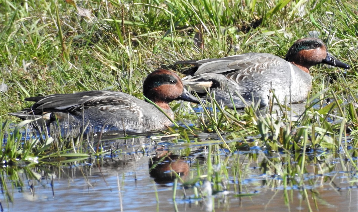 Green-winged Teal - ML385788761