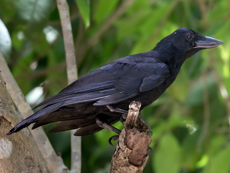 Le corbeau calédonien fabrique sa propre caisse à outils