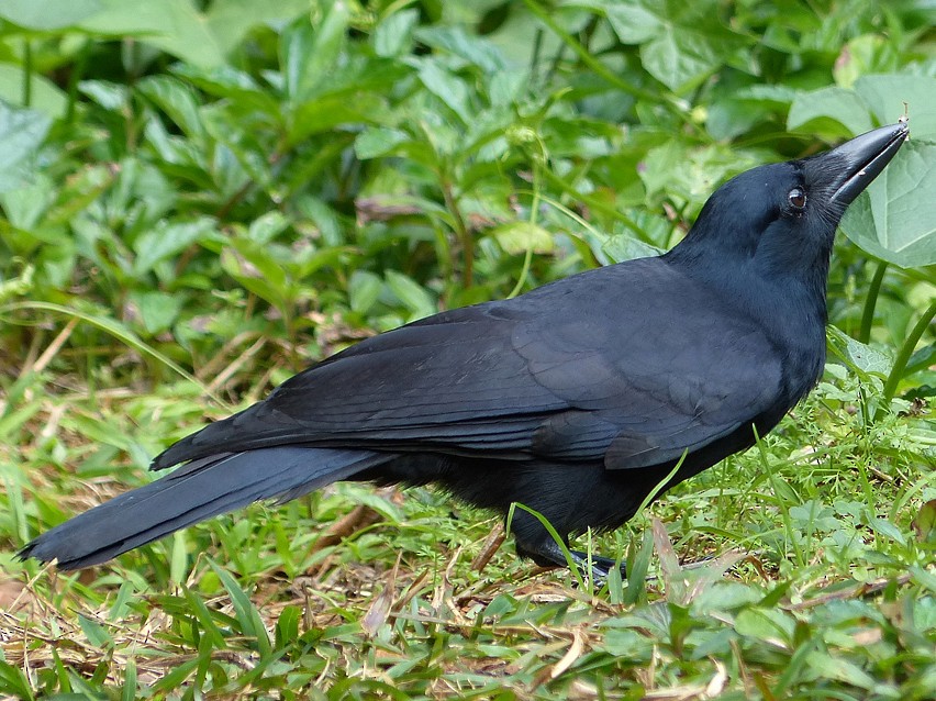 New Caledonian Crow - Andy Walker - Birding Ecotours