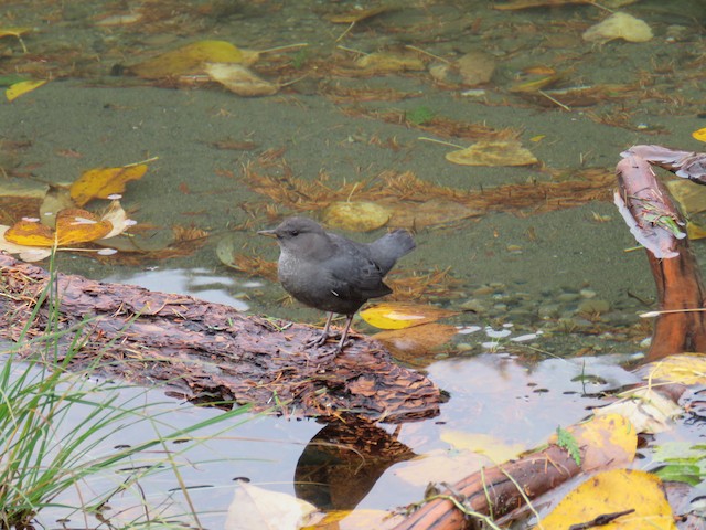 American Dipper at Harrison Hot Springs--Beach & town by Breyden Beeke