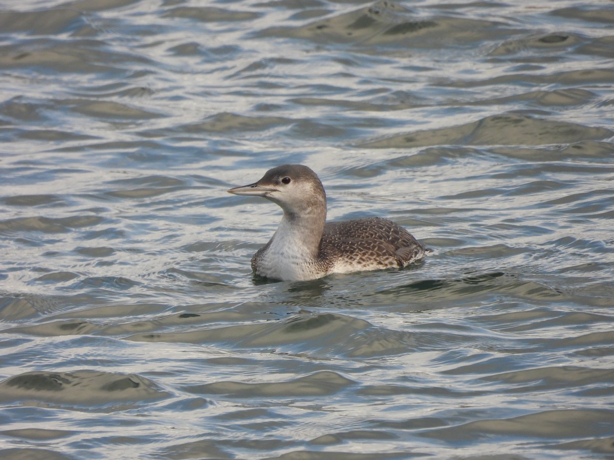 Red-throated Loon - ML385789851