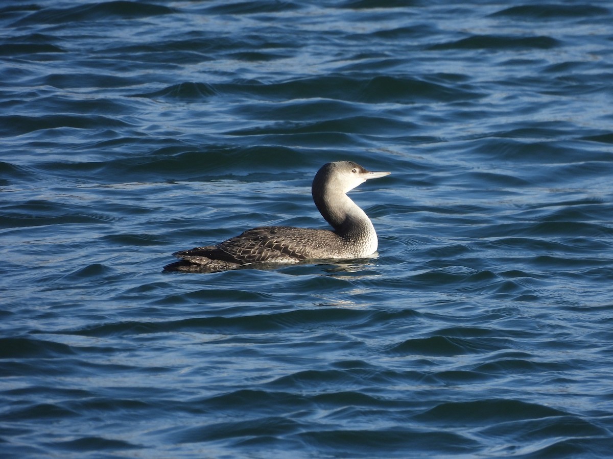 Red-throated Loon - ML385790191