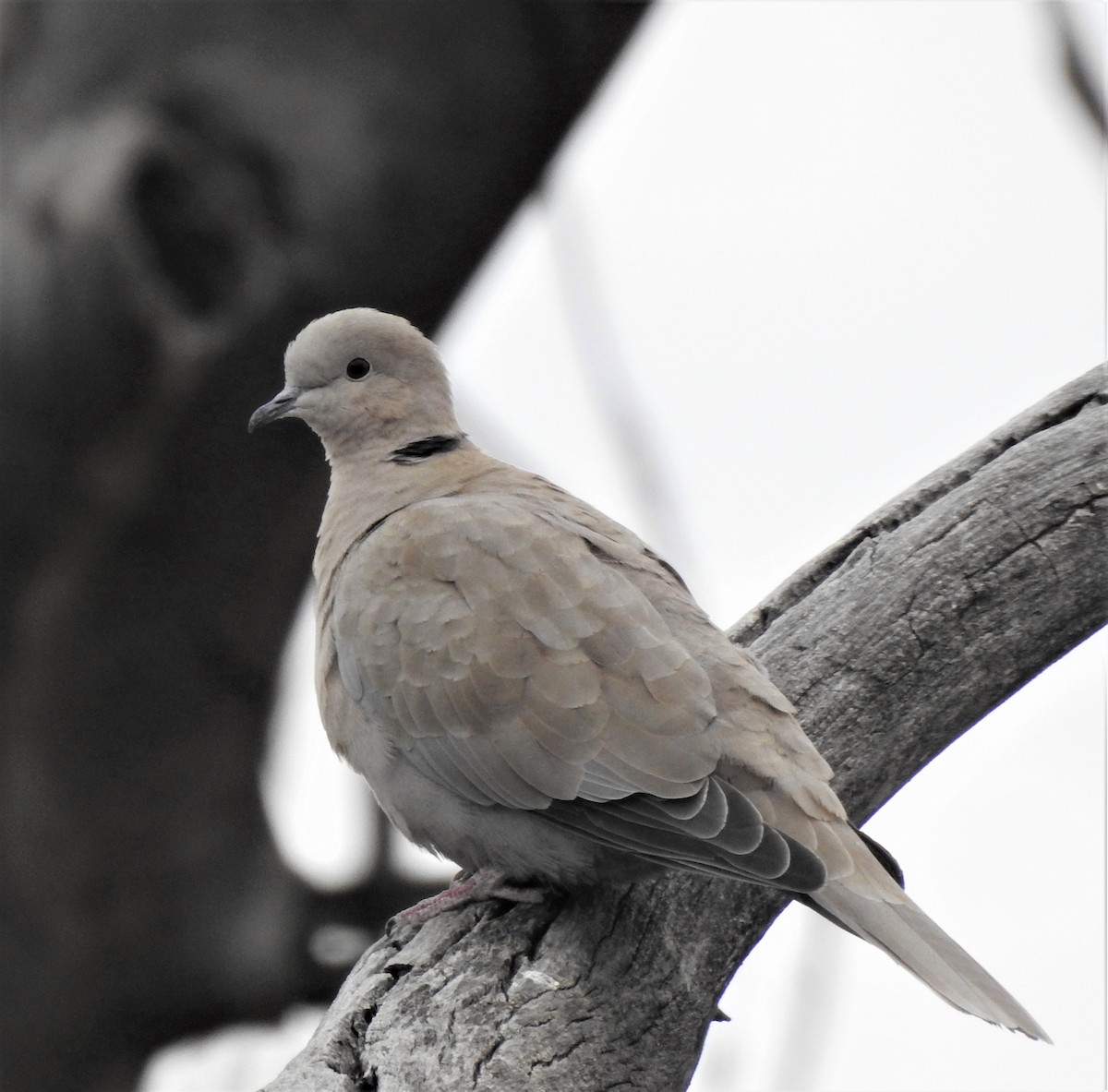 Eurasian Collared-Dove - ML385791381