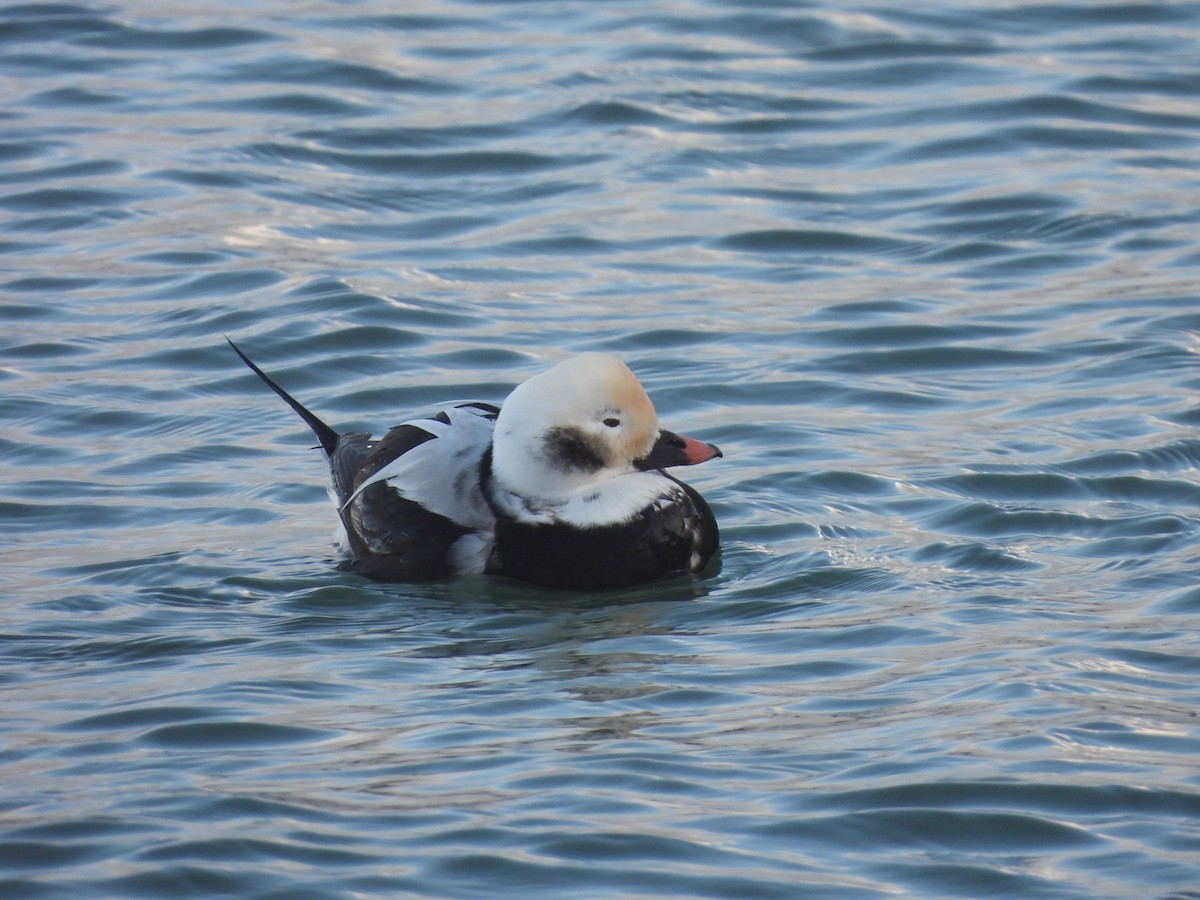 Long-tailed Duck - ML385791681