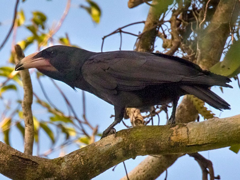 Guadalcanal Crow - Lars Petersson | My World of Bird Photography