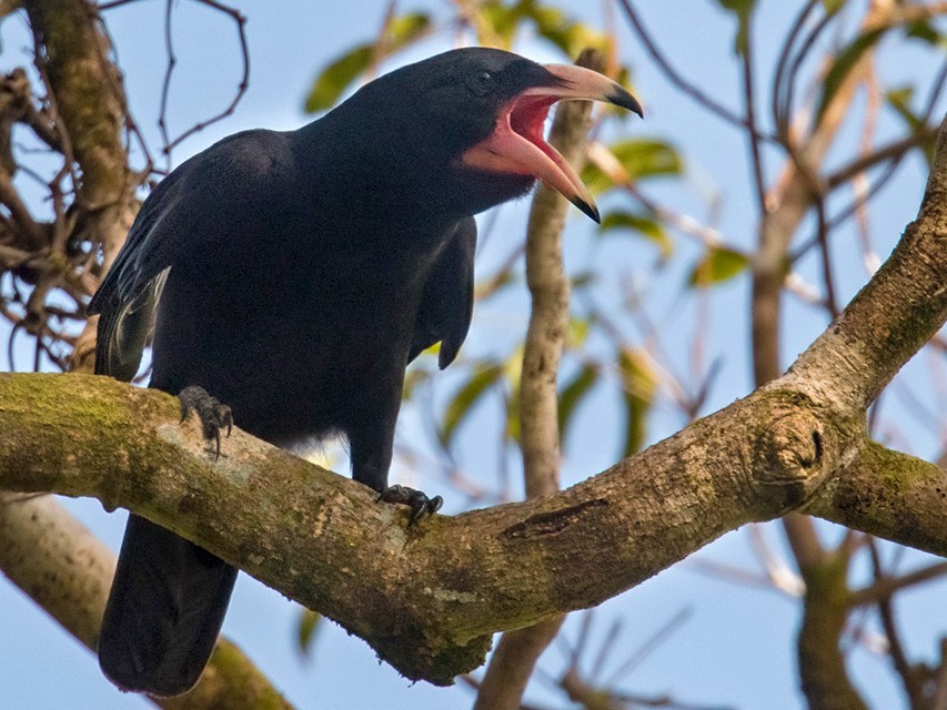 Guadalcanal Crow - Lars Petersson | My World of Bird Photography