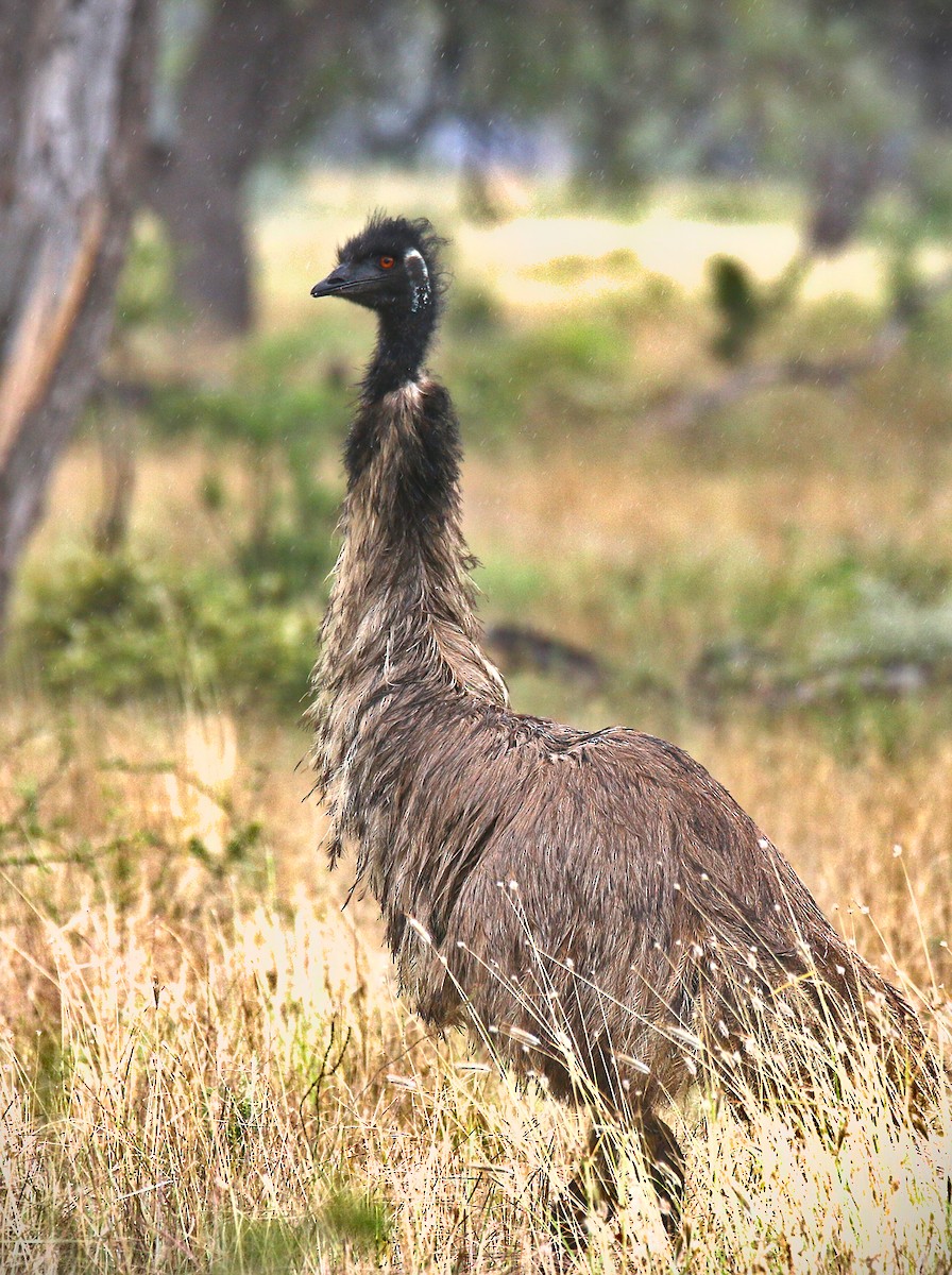 Emu - Kent Warner