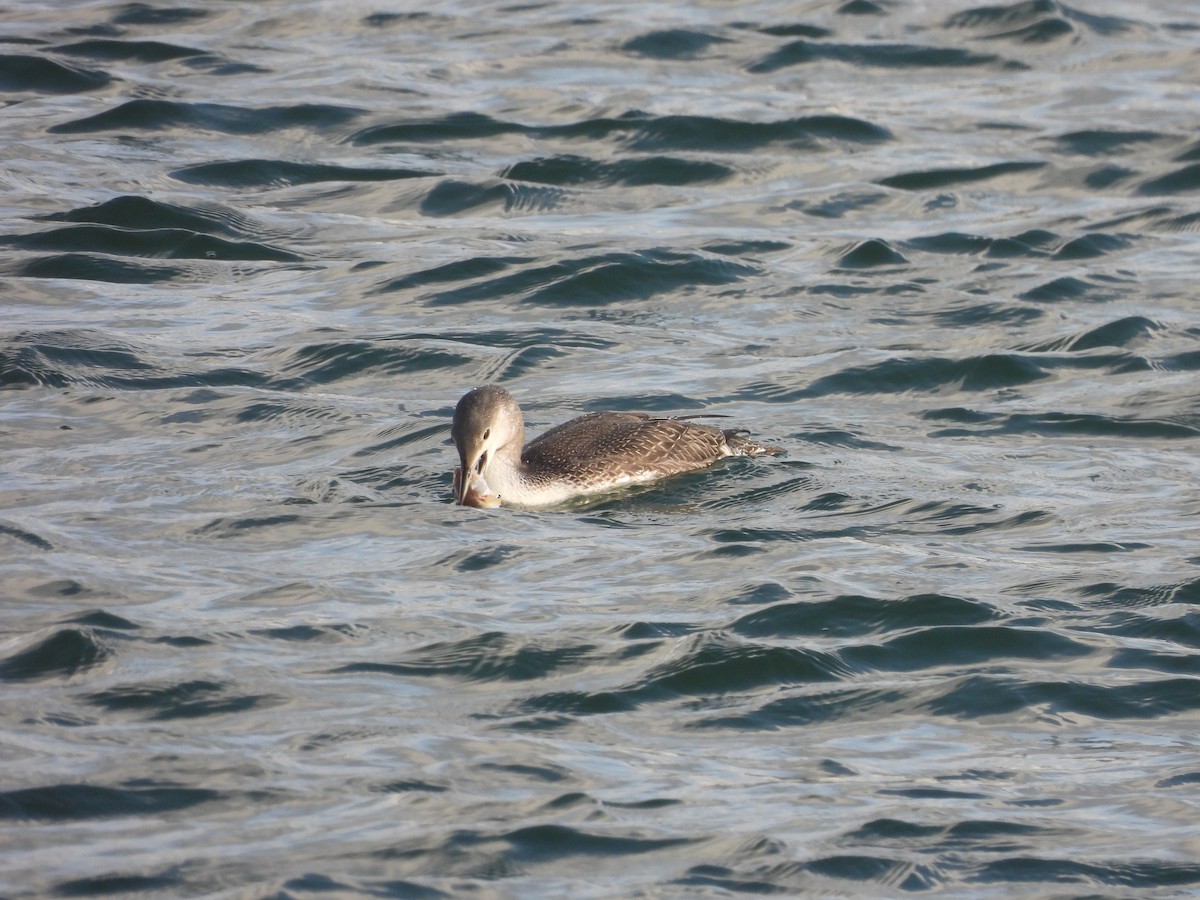 Red-throated Loon - ML385798811