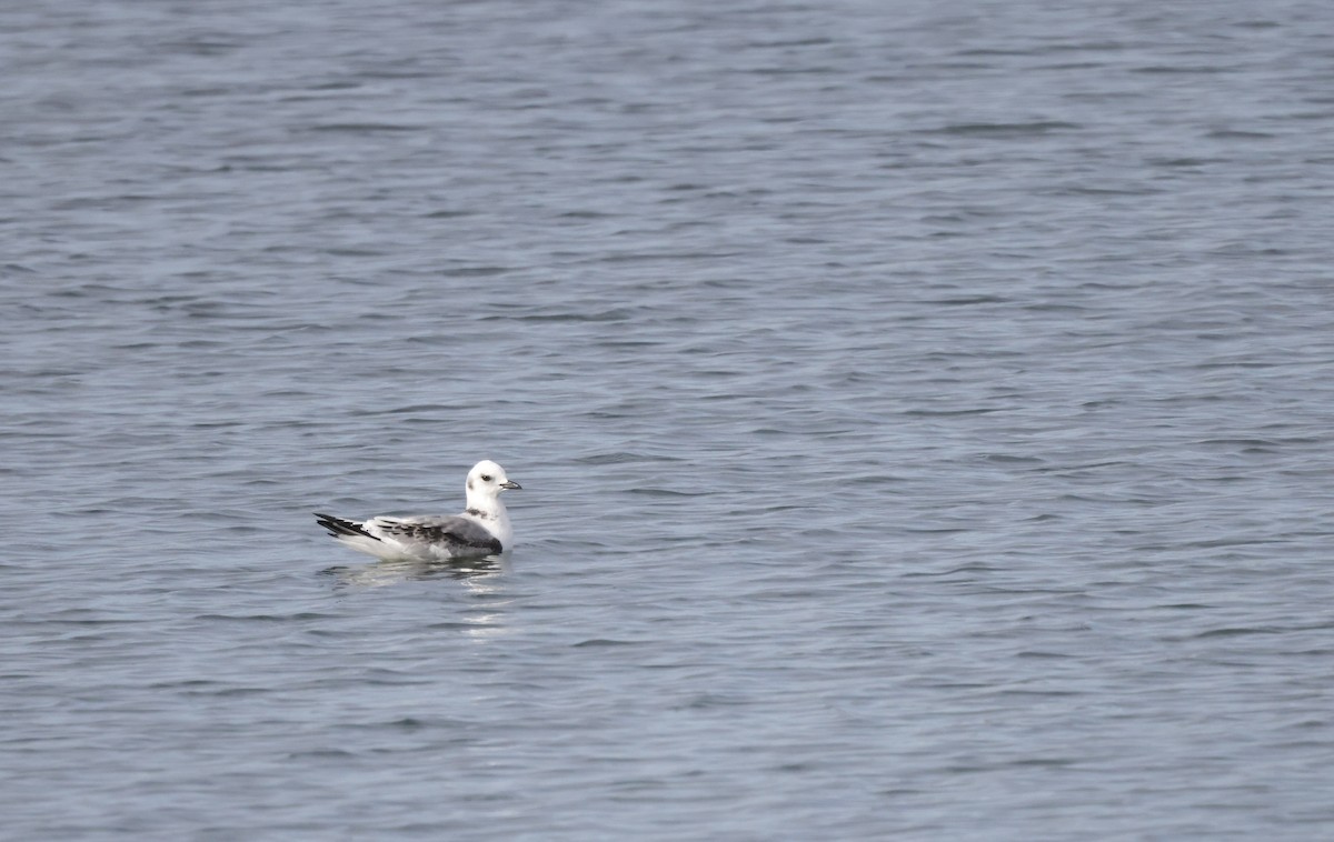 Mouette tridactyle - ML385807931
