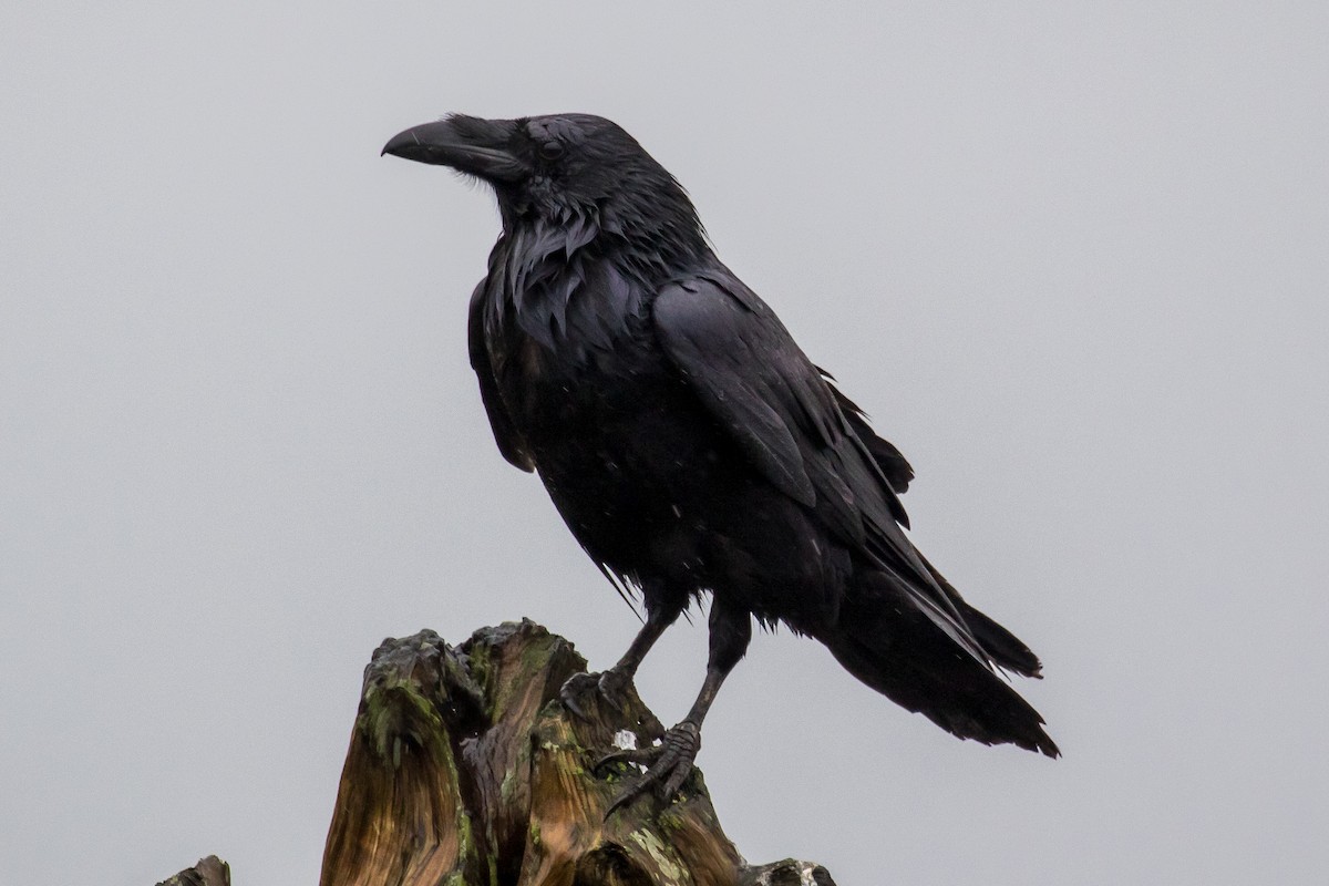 Common Raven - Ian Burgess