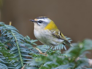  - Common Firecrest