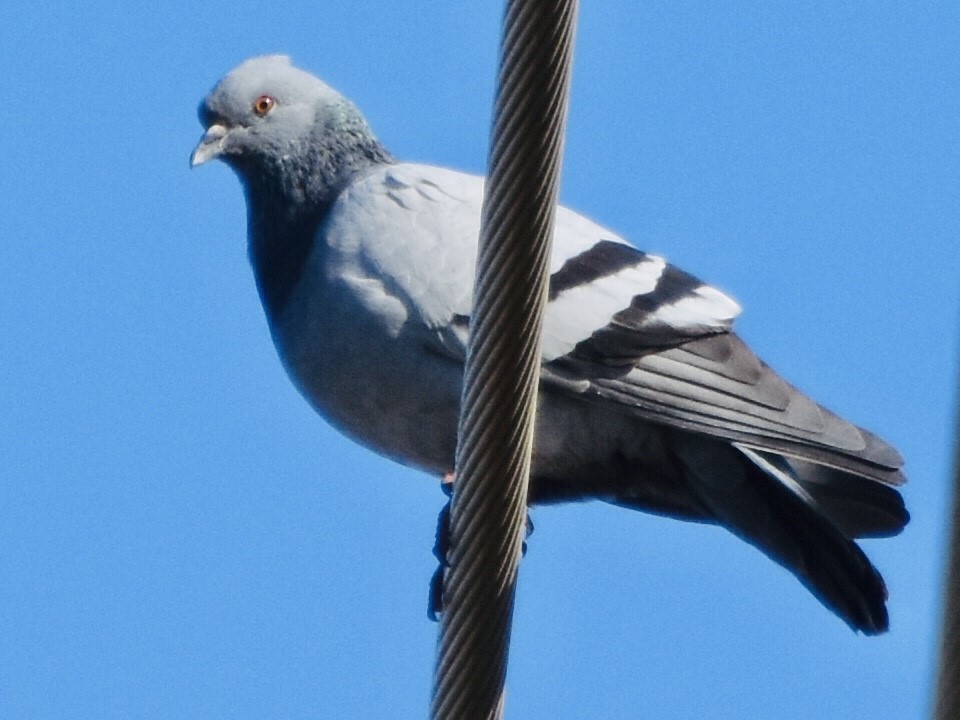Rock Pigeon (Feral Pigeon) - ML385810631
