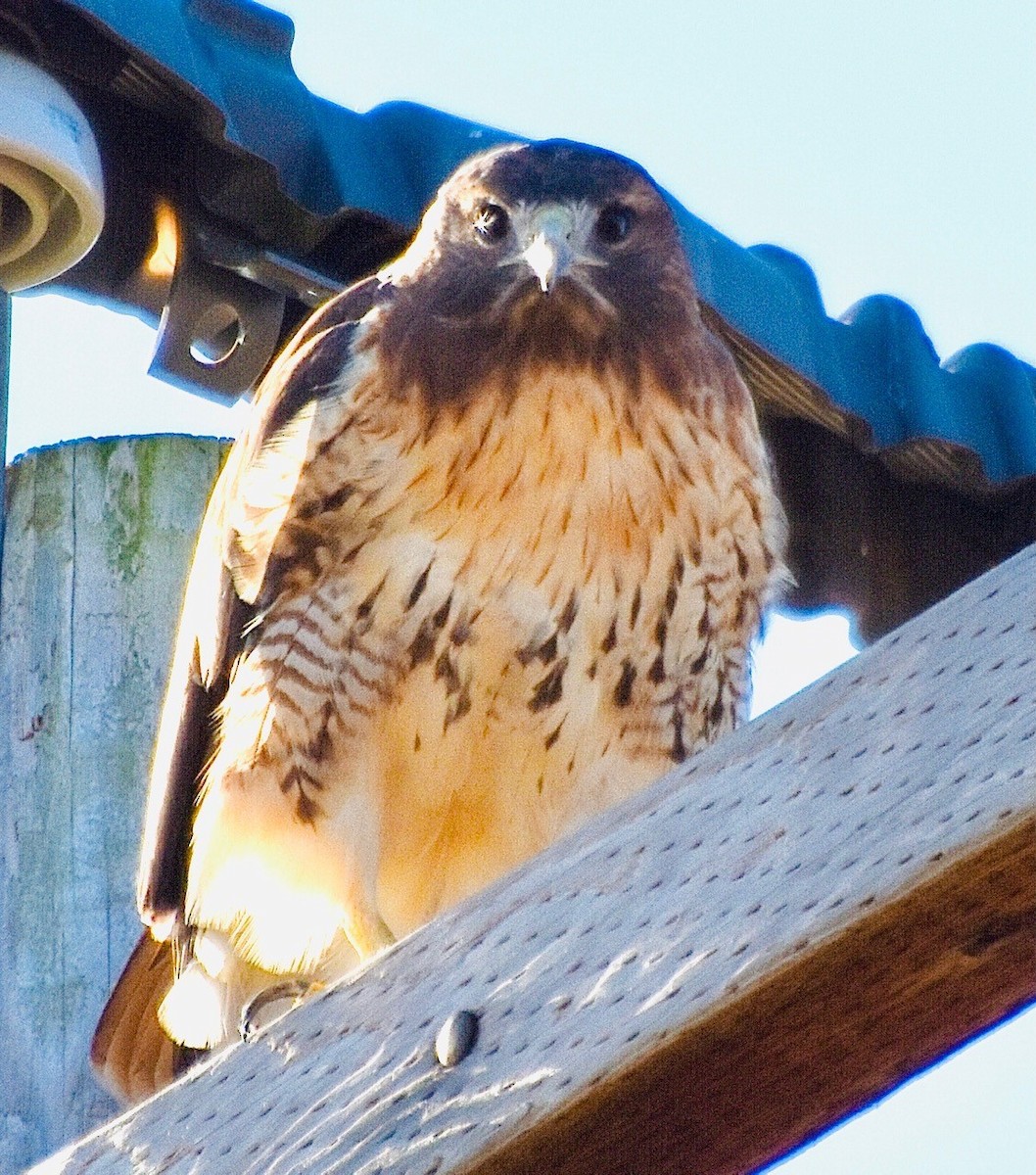 Red-tailed Hawk - ML385810691