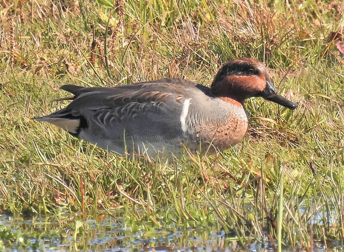 Green-winged Teal - ML385811061