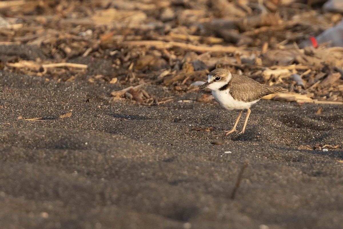 Collared Plover - ML385811731