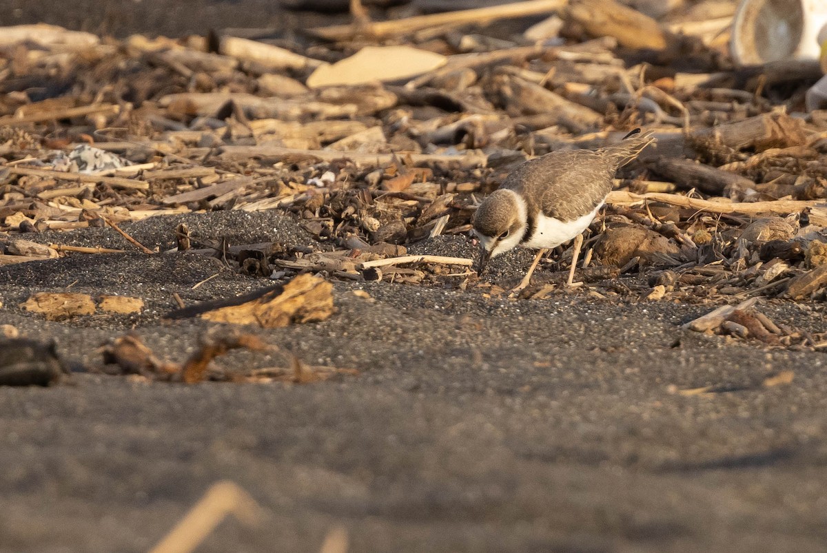 Collared Plover - ML385811791