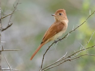  - Rufous Casiornis