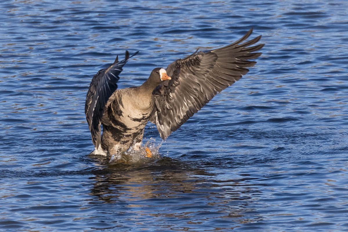 Greater White-fronted Goose - ML385820291