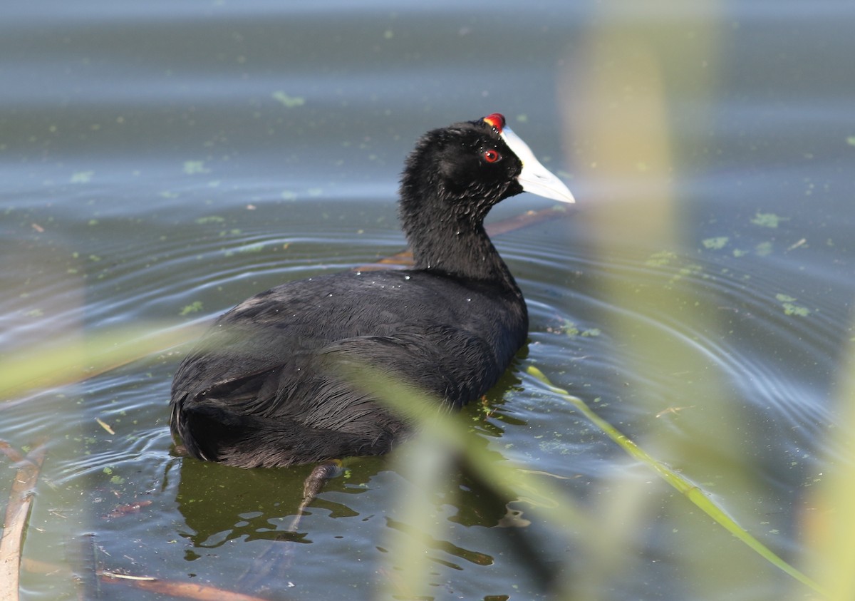 Red-knobbed Coot - ML385821231
