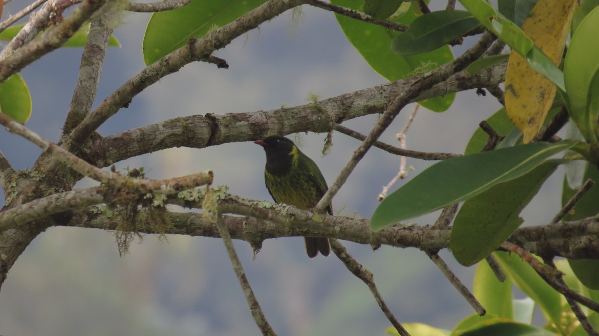 Green-and-black Fruiteater - ML38582411