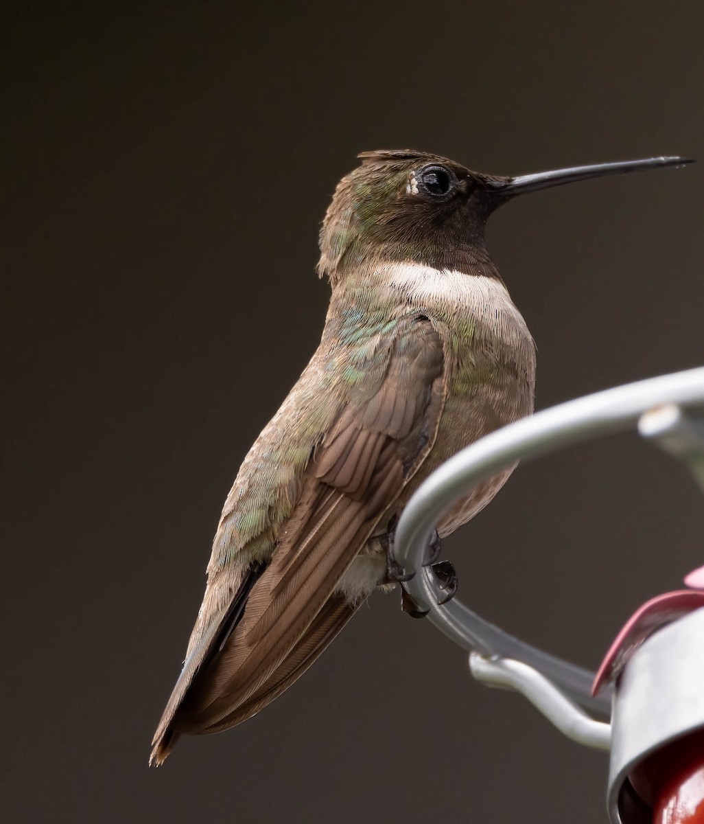 Black-chinned Hummingbird - Lynette Spence