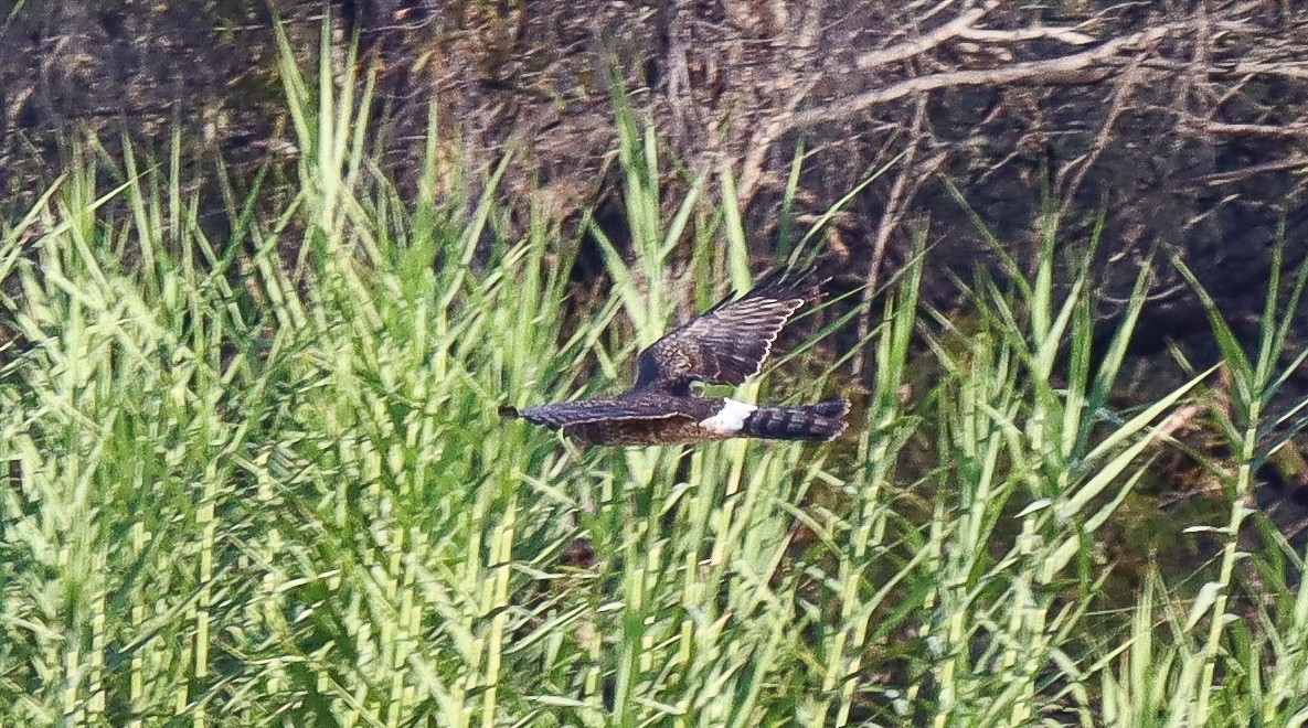 Northern Harrier - robert bowker