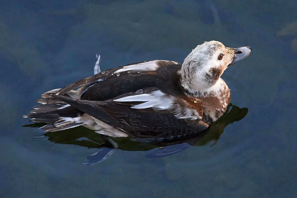 Long-tailed Duck - jean-francois franche