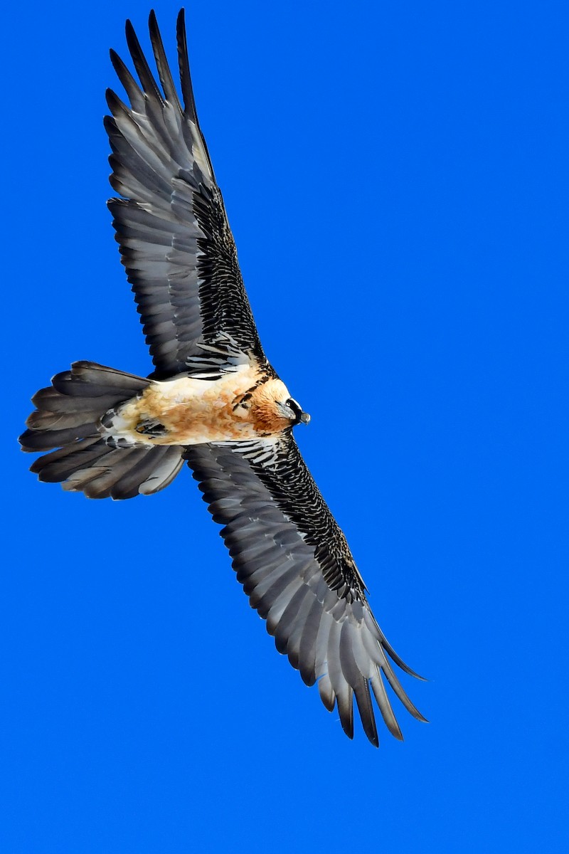 Bearded Vulture - ML385831691