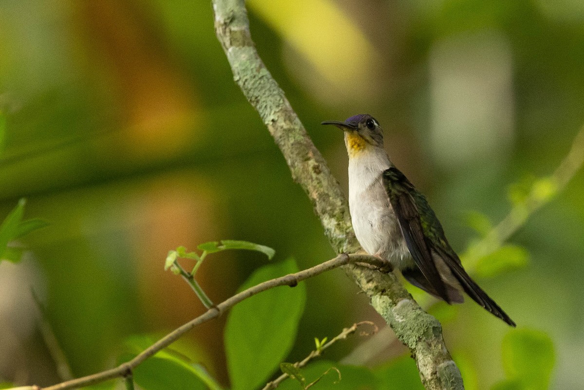 Wedge-tailed Sabrewing (Curve-winged) - ML385836631