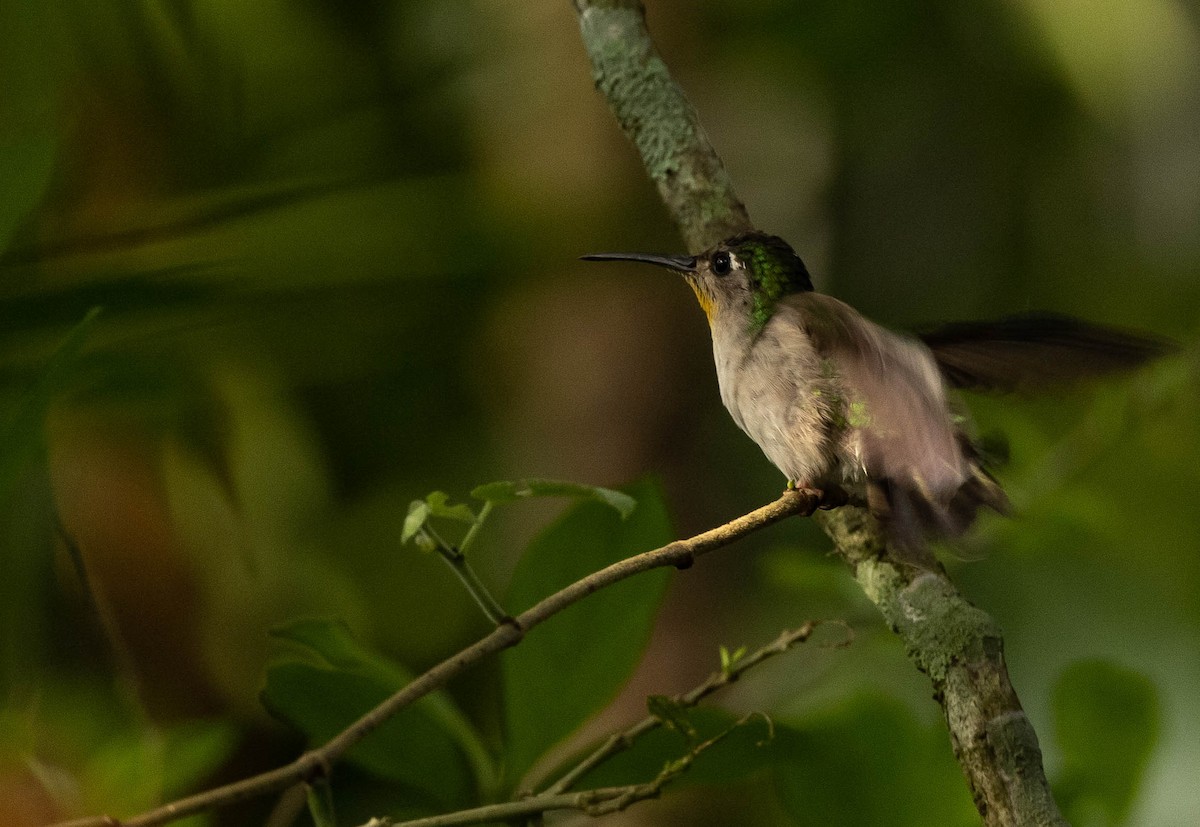 Wedge-tailed Sabrewing (Curve-winged) - ML385836661