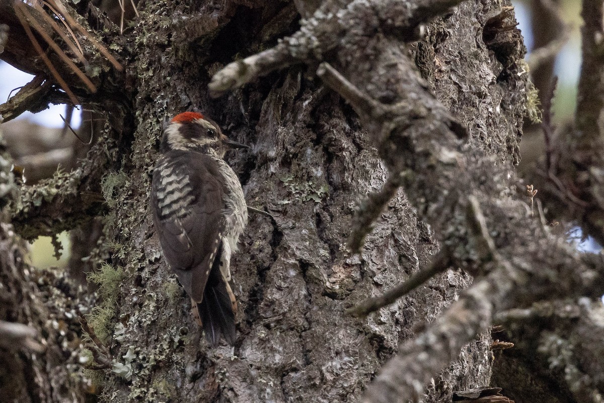 Strickland's Woodpecker - Doug Gochfeld