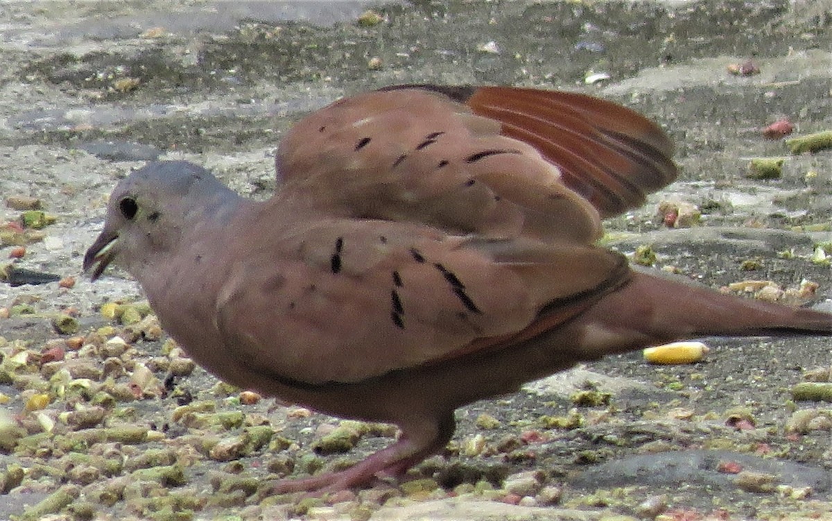 Ruddy Ground Dove - ML385838391