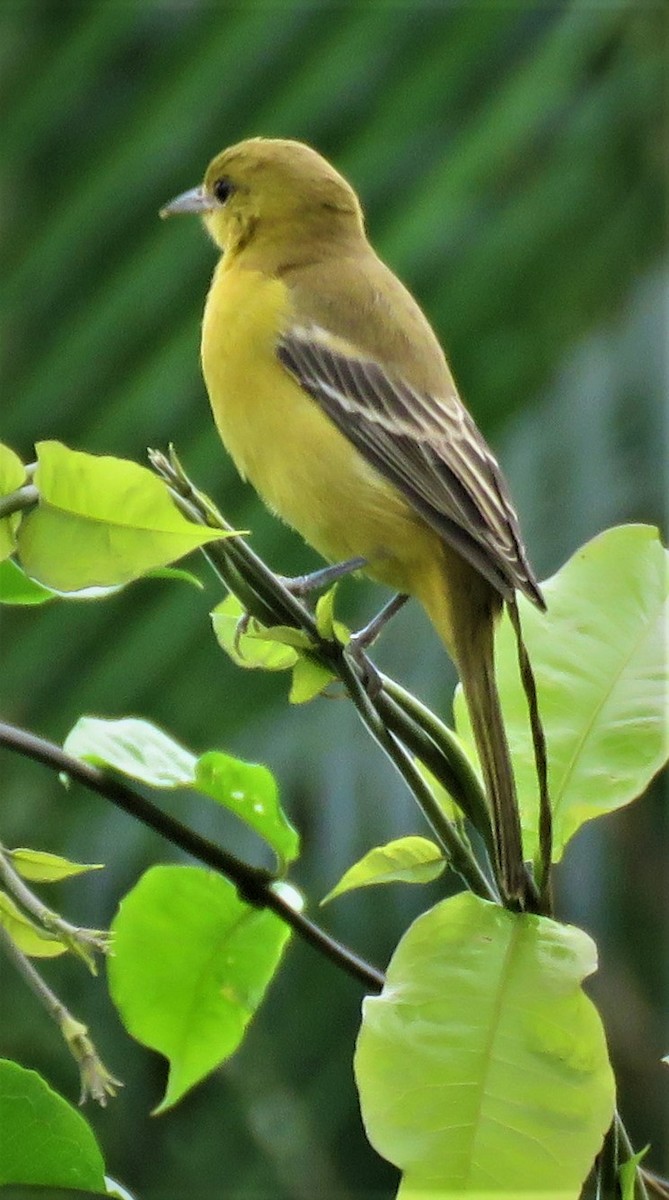 Orchard Oriole - ML385840471