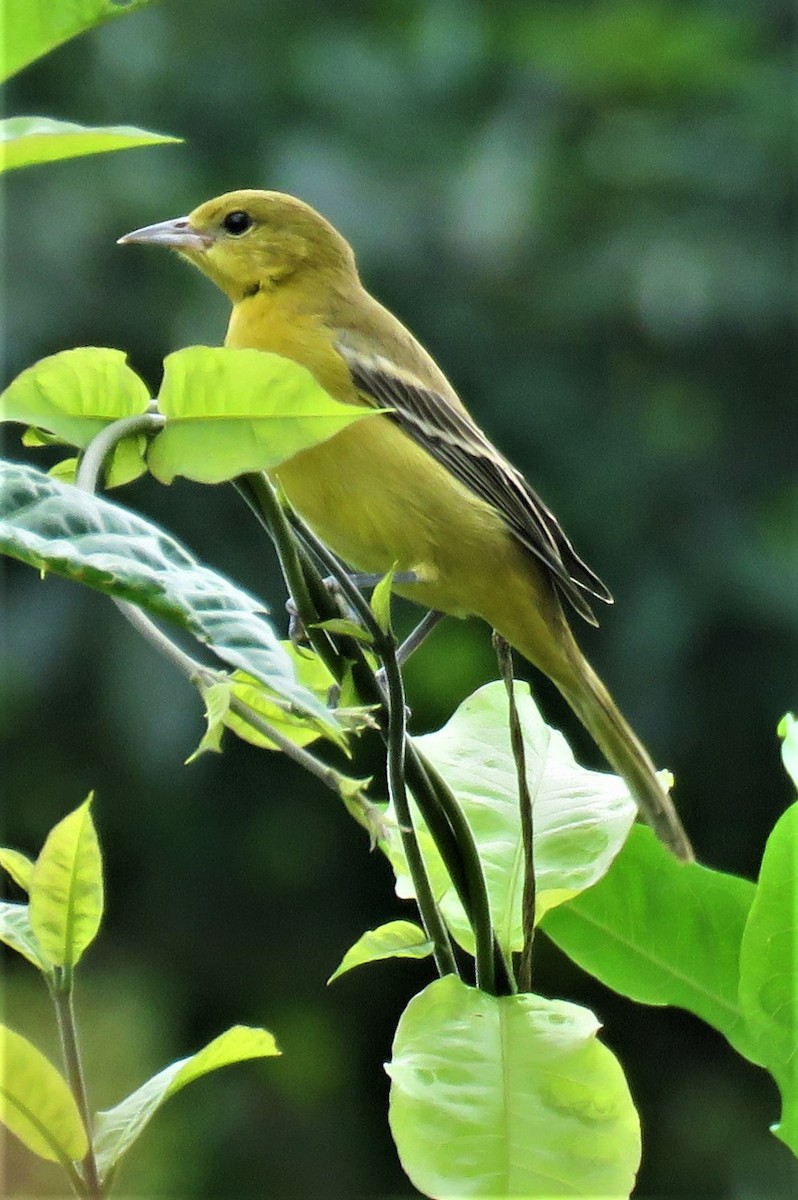 Orchard Oriole - ML385840481